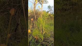 Wild Fennel Foeniculum Vulgare [upl. by Kuska492]