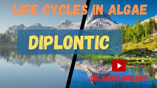 Life Cycle in AlgaePart2 Diplontic [upl. by Atinus]