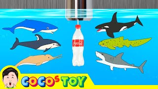 EN Sharks live under the wash basin 5 kids animals animation dinosaurs adventureㅣCoCosToy [upl. by Langer]