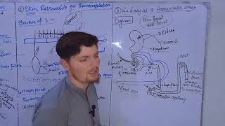 Homeostasis in Humanslungsskin kidneys as a homeostatic organsHindiUrdu [upl. by Lyreb393]