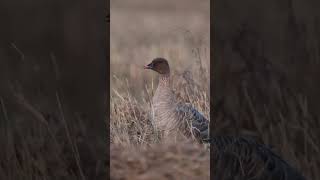 PINKFOOTED GOOSE Anser brachyrhynchus [upl. by Akvir]