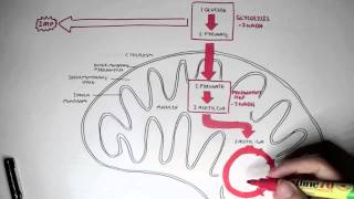 Human Metabolism Map  Cellular Respiration Glycolysis and The Krebs Cycle [upl. by Tergram649]