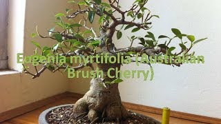 Eugenia myrtifolia Australian Brush Cherry [upl. by Ylac]