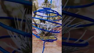 空氣鳳梨積水爛心 河豚 x AP小精靈 Tillandsia ehlersiana x ionantha AP air plants in Taiwan [upl. by Dnaloy]