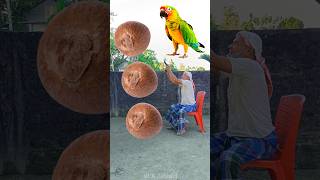 Rounding betelnuts to Duck Peacock Pigeon amp Parrot  Birds names magic video [upl. by Lyrahs]