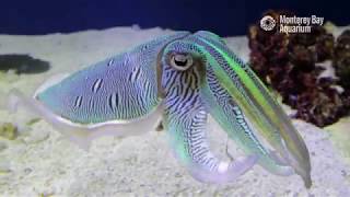 Kisslip Cuttlefish Changing Colors In Inkredible Mating Displays  The Critter Corner [upl. by Stickney]