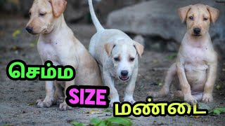 NO1 quality mandai sale  Ramanathapuram mandai dog  6381274326 [upl. by Suiramed]