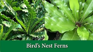 Birds Nest Ferns  How to Take Care of and Grow and Asplenium Varieties [upl. by Ydnac133]