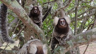 Macacos sagui brigando na beira do poço se ele cai na água pode morrer afogado sagui filhotes [upl. by Ennyleuqcaj]