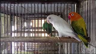 Albino split ino and Green Euving Opaline split ino beautiful lovebirds pair [upl. by Chester885]