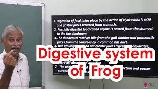 28Zoology  Organs amp Organ system in animals  Digestive system of frog [upl. by Justinn]