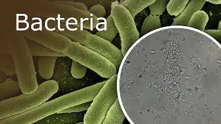 Bacteria Under a Microscope 1000x  2500x [upl. by Anaic24]