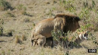 Lion and lioness mating successfully [upl. by Riggall181]