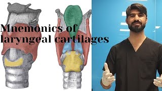 mnemonic of laryngeal cartilages  paired and  unpaired  cartilages  anatomy [upl. by Elidad]