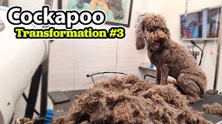 Cockapoo GROOMING Transformation 3 [upl. by Stover554]