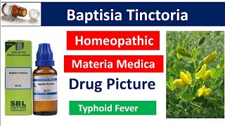 Baptisia Tinctoria Homeopathic Medicine  Drug Picture  Materia Medica bhms materiamedica [upl. by Wieren]