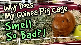 Why Does My Guinea Pig Cage Smell So Bad [upl. by Annuaerb908]