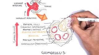 Nephrotic Syndrome  Types and pathology histology [upl. by Attiuqal99]