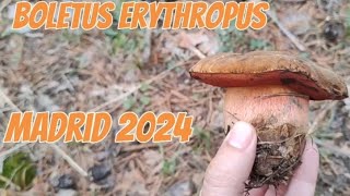 Boletus erythropus 🍄 Madrid 2024 [upl. by Naujd]