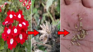 How to collect verbena seeds [upl. by Teodoor563]