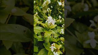 Purple Flase Eranthemum ಮುತ್ತು ಮಲ್ಲಿಗೆ Pseuderanthemum carruthersiishortsnature [upl. by Marja]