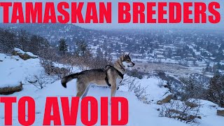 Tamaskan Breeders to Avoid [upl. by Sophey637]