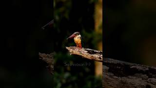 Stork billed king fisher  birds natgeo wildlife nature natgeowild natgeophotography bird [upl. by Westland825]