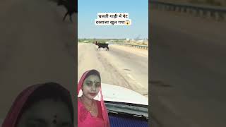 animals HarshitRajMamta  trending viral video  Short 😱😱😱😱 [upl. by Sheng]