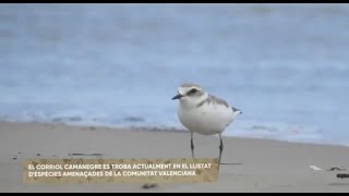 El Corriol al Serradal  SEO BirdLife Comunitat Valenciana [upl. by Crissie120]