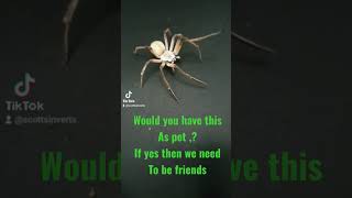 my pet spider [upl. by Ecnaret]