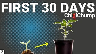 First 30 Days of Growing Chilli Peppers  Episode 2 [upl. by Eon]