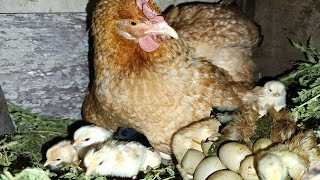 Natural Process Of Hatching Chicks  Farming Nepal Aara [upl. by Ianahs]