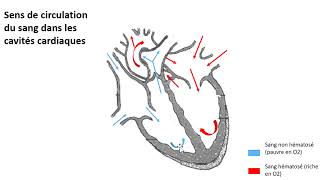 vidéo anatomie cardiaque [upl. by Nohj]