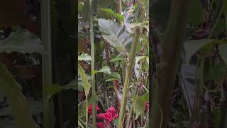 The edible Torch Ginger Etlingera Elatior flower in the wild edibleflower waxflower [upl. by Collier]