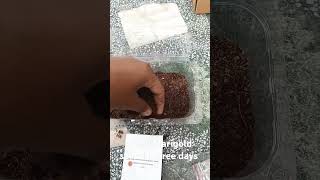 How to grow marigold seed in three days gardeningideas shorts [upl. by Raseac741]