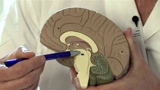 Parkinsons sykdom medikamentell og avansert behandling [upl. by Afesoj242]