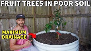 How To Plant FRUIT TREES In POOR DRAINING SOIL In A Raised Bed [upl. by Nuy]