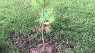 Loblolly Pine Tree Video amp Information [upl. by Leksehcey422]