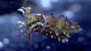 Caring for Cuttlefish [upl. by Colton]