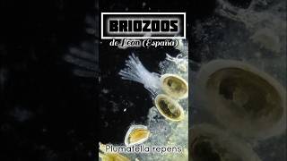 Briozoos de León España Plumatella repens [upl. by Colvin]