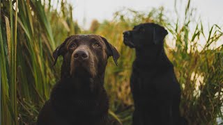 Solo DUCK HUNTING With My Two LABRADOR RETRIEVERS [upl. by Fraser]