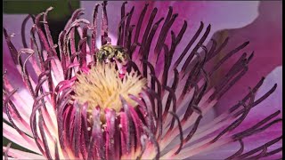 Pacific Northwest Springtime  Flowers Bees amp Birds [upl. by Uokes871]