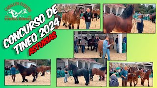 💪🐎🏔️CONCURSO CABALLAR de TINEO 2024 Asturias🏔️🐎 horse horsebreed caballos horselovers [upl. by Zacharie742]