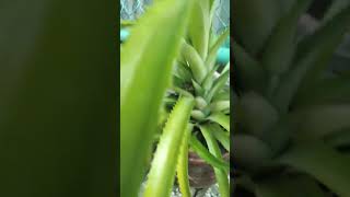 Ananas comosus Cây dứa kiểng [upl. by Nudd]