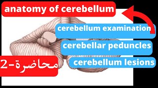 Anatomy of the cerebellum part 2 [upl. by Pfister]