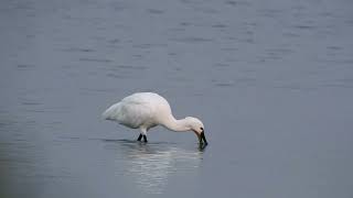 Eurasian Spoonbill from Velavadar National Park [upl. by Ateloj]