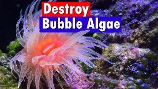 Bubble Algae Control and Removal in a Saltwater Reef Aquarium  Emerald Crabs and Vibrant Reef [upl. by Annaet235]