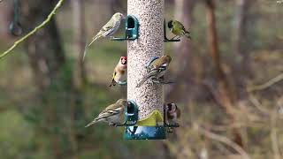 Siskins Goldfinches and Chaffinches feeding together [upl. by Adnoved]