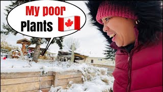 FALL SEASON BECOME WINTER IN Alberta 🇨🇦🥶 MY POOR PLANTS a day in our life sarah buyucan [upl. by Ayatan]