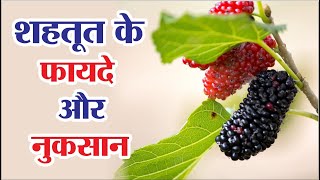 शहतूत के फायदे और नुकसान  Shahtoot Ke Fayde  Mulberry Benefits In Hindi [upl. by Iaria909]